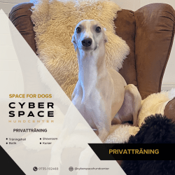 Cyberspace_Hundcenter_Hundkurs_Privatträning