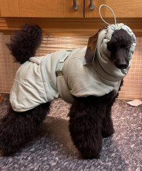 Cyberspace_Hundcenter_Paikka_Hundtäcke_Badrock